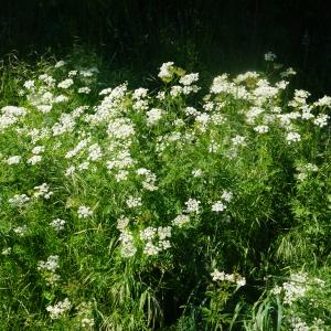 Photographie n°2424849 du taxon Chaerophyllum aureum L. [1762]