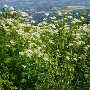 Photographie n°2424852 du taxon Chaerophyllum aureum L. [1762]