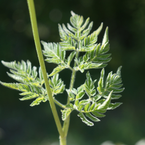 Photographie n°2424855 du taxon Chaerophyllum aureum L. [1762]