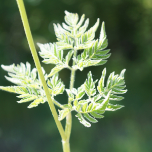 Photographie n°2424856 du taxon Chaerophyllum aureum L. [1762]