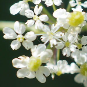 Photographie n°2424860 du taxon Chaerophyllum aureum L. [1762]