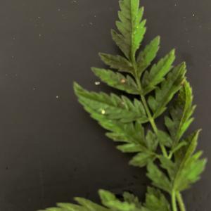Photographie n°2424866 du taxon Chaerophyllum aureum L. [1762]