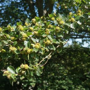 Photographie n°2424905 du taxon Fagus sylvatica L. [1753]