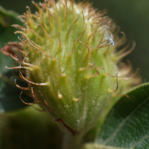 Photographie n°2424913 du taxon Fagus sylvatica L. [1753]