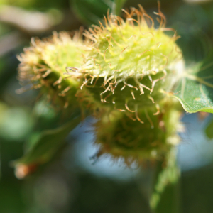 Photographie n°2424914 du taxon Fagus sylvatica L. [1753]