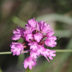 Photographie n°2424968 du taxon Anacamptis pyramidalis (L.) Rich. [1817]