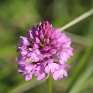 Photographie n°2424969 du taxon Anacamptis pyramidalis (L.) Rich. [1817]