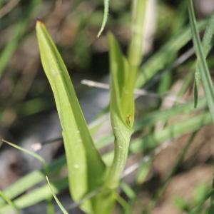 Photographie n°2424970 du taxon Anacamptis pyramidalis (L.) Rich. [1817]