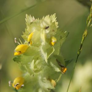 Photographie n°2424976 du taxon Rhinanthus alectorolophus (Scop.) Pollich [1777]