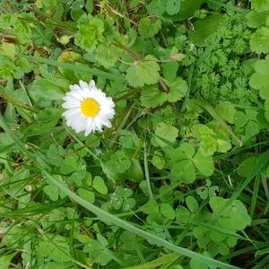 Photographie n°2424996 du taxon Bellis perennis L. [1753]