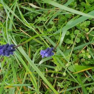 Photographie n°2424998 du taxon Muscari Mill. [1754]