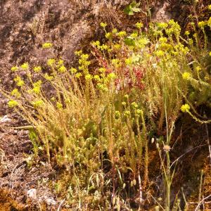 Photographie n°2425165 du taxon Sedum forsterianum Sm. [1808]