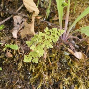 Photographie n°2425170 du taxon Anogramma leptophylla (L.) Link [1841]