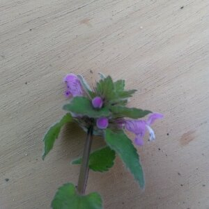 Photographie n°2425369 du taxon Lamium purpureum L.