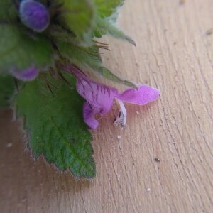 Photographie n°2425372 du taxon Lamium purpureum L.