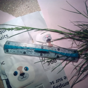 Photographie n°2425488 du taxon Poaceae 