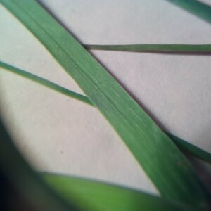 Photographie n°2425492 du taxon Poaceae