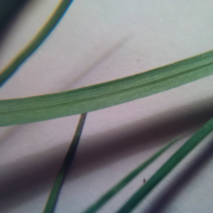 Photographie n°2425494 du taxon Poaceae