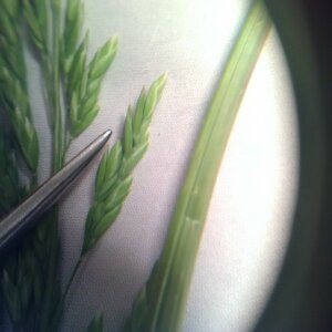 Photographie n°2425495 du taxon Poaceae 
