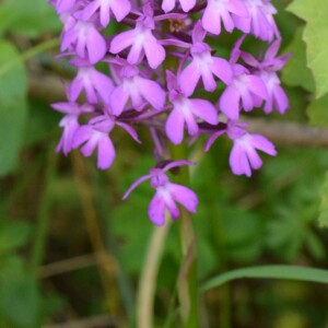 Photographie n°2425553 du taxon Anacamptis pyramidalis (L.) Rich. [1817]