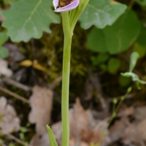 Photographie n°2425564 du taxon Ophrys apifera subsp. apifera