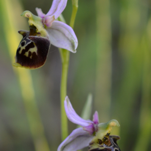 Photographie n°2425568 du taxon Ophrys fuciflora subsp. fuciflora 
