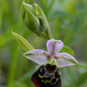Photographie n°2425569 du taxon Ophrys fuciflora subsp. fuciflora 