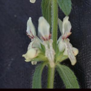 Photographie n°2425579 du taxon Stachys recta L.