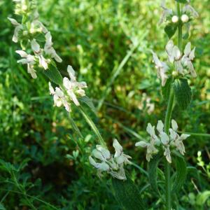 Photographie n°2425581 du taxon Stachys recta L.