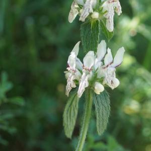 Photographie n°2425583 du taxon Stachys recta L.