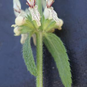 Photographie n°2425586 du taxon Stachys recta L.