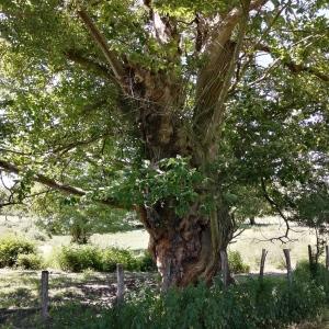 Photographie n°2425606 du taxon Castanea sativa 