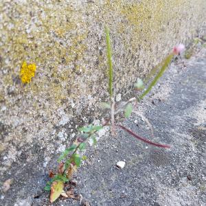 Photographie n°2425623 du taxon Epilobium lanceolatum Sebast. & Mauri [1818]