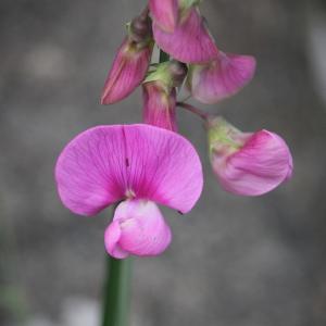 Photographie n°2425634 du taxon Lathyrus sylvestris L. [1753]