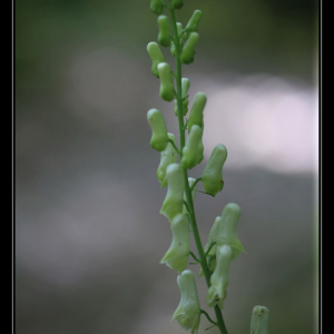 Photographie n°2425662 du taxon Aconitum lycoctonum L.