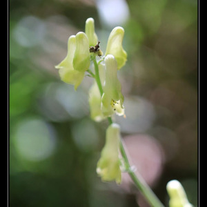 Photographie n°2425663 du taxon Aconitum lycoctonum L.