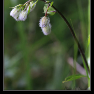 Photographie n°2425671 du taxon Lilium martagon L. [1753]