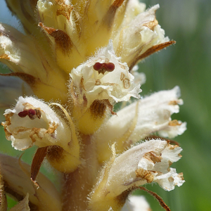 Photographie n°2425677 du taxon Orobanche picridis