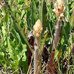 Photographie n°2425678 du taxon Orobanche picridis