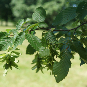 Photographie n°2425702 du taxon Carpinus betulus L.