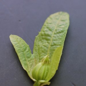 Photographie n°2425708 du taxon Carpinus betulus L.
