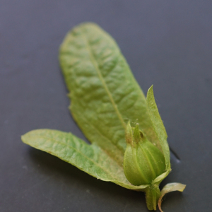 Photographie n°2425709 du taxon Carpinus betulus L.