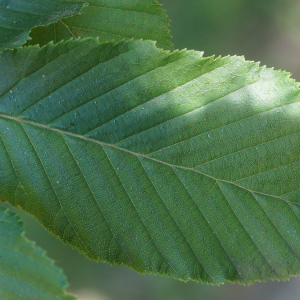 Photographie n°2425710 du taxon Carpinus betulus L.