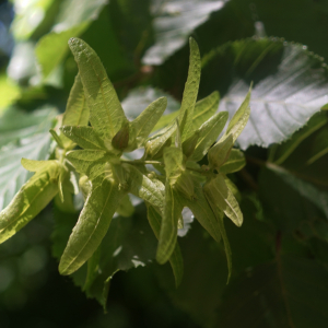 Photographie n°2425727 du taxon Carpinus betulus L.