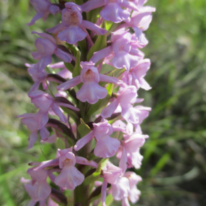 Photographie n°2425744 du taxon Gymnadenia conopsea (L.) R.Br.