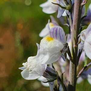 Photographie n°2425778 du taxon Linaria repens (L.) Mill. [1768]