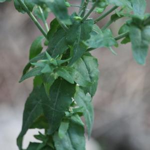 Photographie n°2425791 du taxon Lepidium campestre (L.) R.Br. [1812]