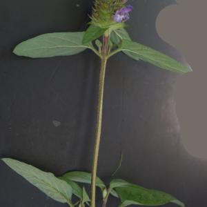 Photographie n°2425808 du taxon Prunella vulgaris L.