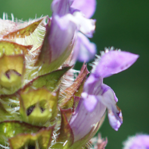 Photographie n°2425810 du taxon Prunella vulgaris L.