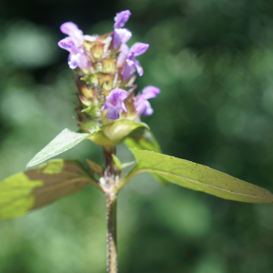 Photographie n°2425812 du taxon Prunella vulgaris L.